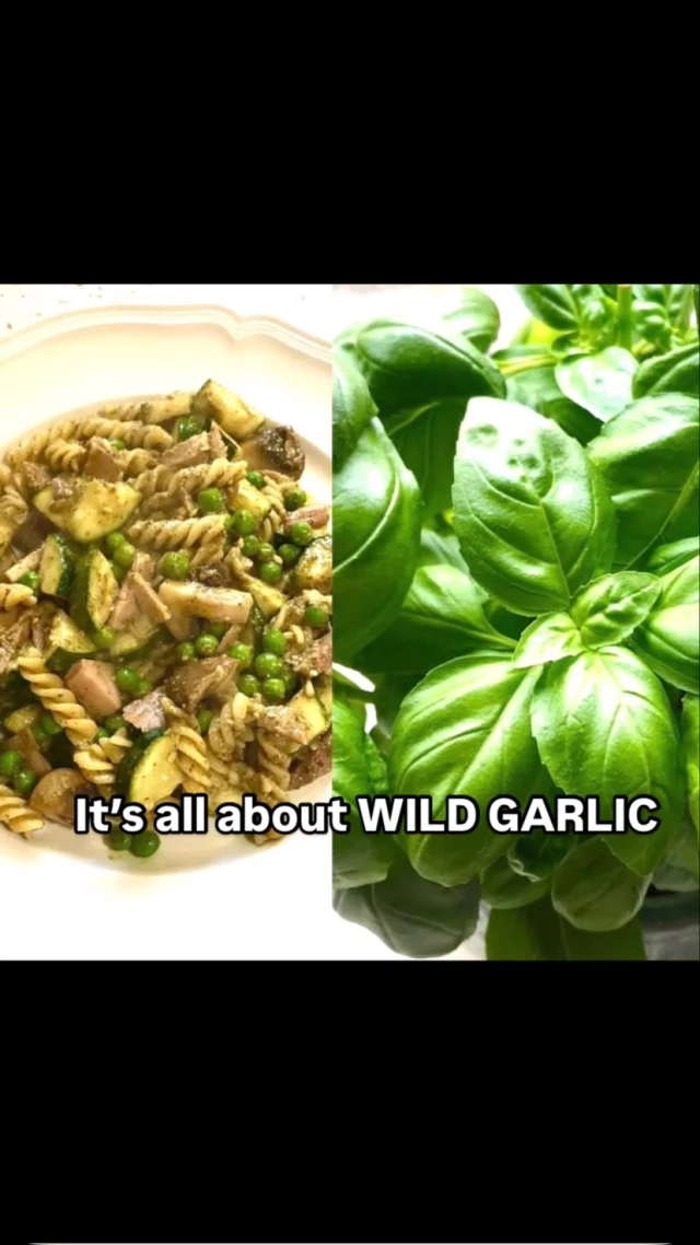 . . . and BASIL of course. What a heavenly combo’! Get foraging, get those pestos made and in the freezer to last you all summer. Pine nuts, Pistachios, Walnuts, all work great. What are you waiting for?!
-
#yum #pesto #basil #wildgarlic #nutrition #eatwell #delicious #cookfromscratch #lunch #getoutside #wildfood
