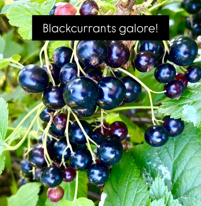 It’s going to be a rich harvest this year, better dust off the preserving pan. The good news is that blackcurrants preserve a significant amount of their vitamin C after cooking. 
-
#vitaminc #blackcurrants #delicious #homecooking #preserving #summerfruits❤️